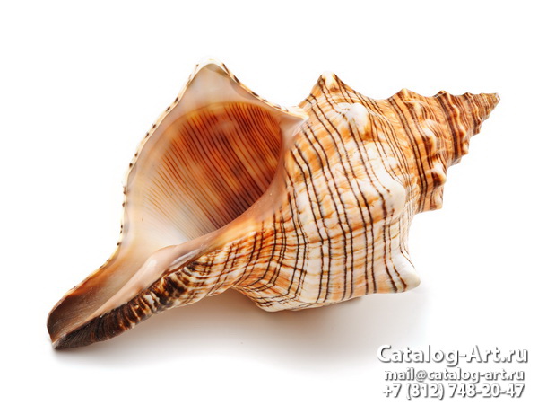 Seashells 22